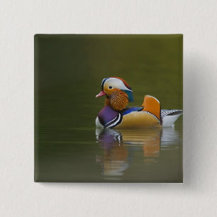Wild Mandarin Duck Aix galericulata) on dark 15 Cm Square Badge