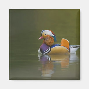 Wild Mandarin Duck Aix galericulata) on dark Magnet