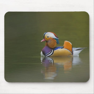 Wild Mandarin Duck Aix galericulata) on dark Mouse Mat