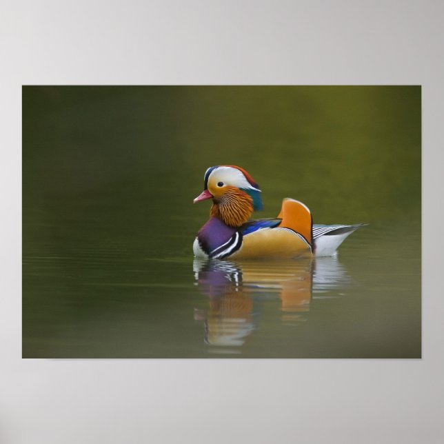 Wild Mandarin Duck Aix galericulata) on dark Poster (Front)