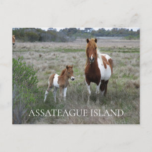 Wild Mare and Foal, Assateague National Seashore P Postcard