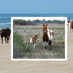 Wild Mare and Foal, Assateague National Seashore Postcard