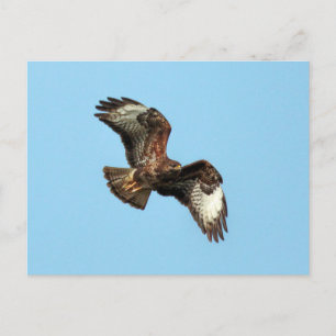 Wild Mäusebussard (Common Buzzard; Buteo buteo) Postcard
