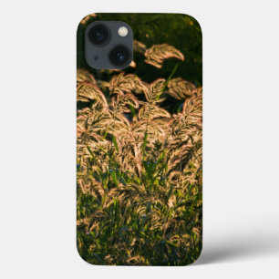 Wild Millet (Panicum Sp.) Growing In Wetland iPhone 13 Case