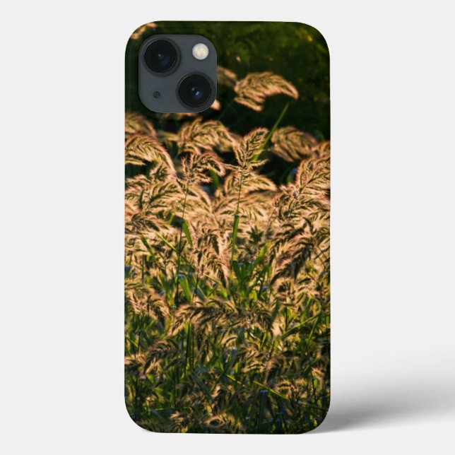 Wild Millet (Panicum Sp.) Growing In Wetland Case-Mate iPhone Case (Back)