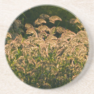Wild Millet (Panicum Sp.) Growing In Wetland Coaster
