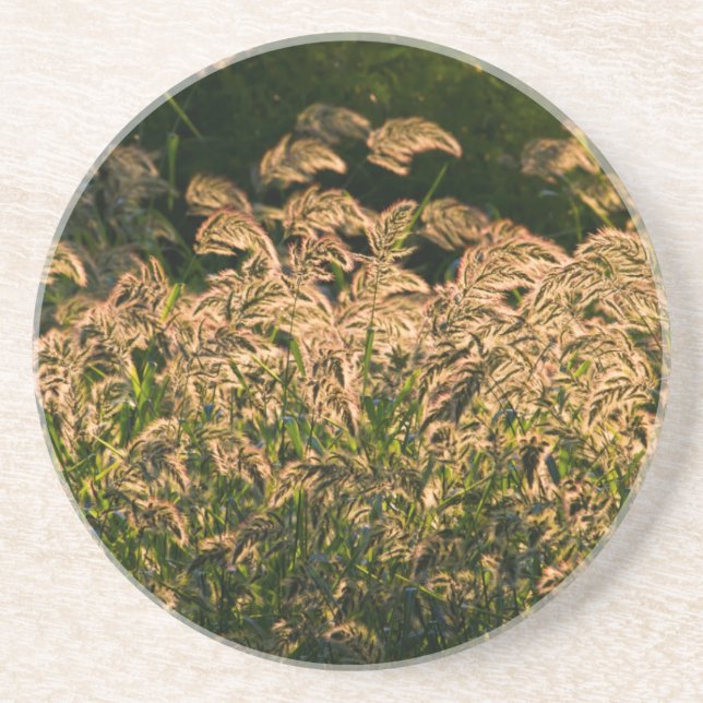Wild Millet (Panicum Sp.) Growing In Wetland Coaster (Front)