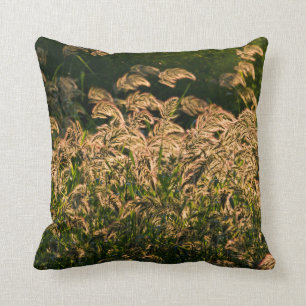 Wild Millet (Panicum Sp.) Growing In Wetland Cushion