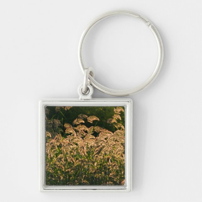 Wild Millet (Panicum Sp.) Growing In Wetland Key Ring (Front)