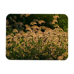 Wild Millet (Panicum Sp.) Growing In Wetland Magnet