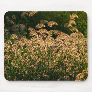 Wild Millet (Panicum Sp.) Growing In Wetland Mouse Mat