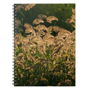 Wild Millet (Panicum Sp.) Growing In Wetland Notebook