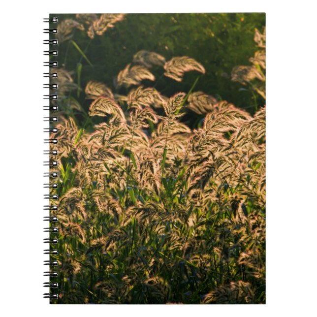 Wild Millet (Panicum Sp.) Growing In Wetland Notebook (Front)