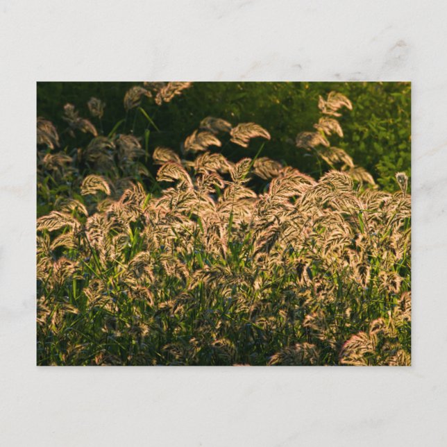 Wild Millet (Panicum Sp.) Growing In Wetland Postcard (Front)