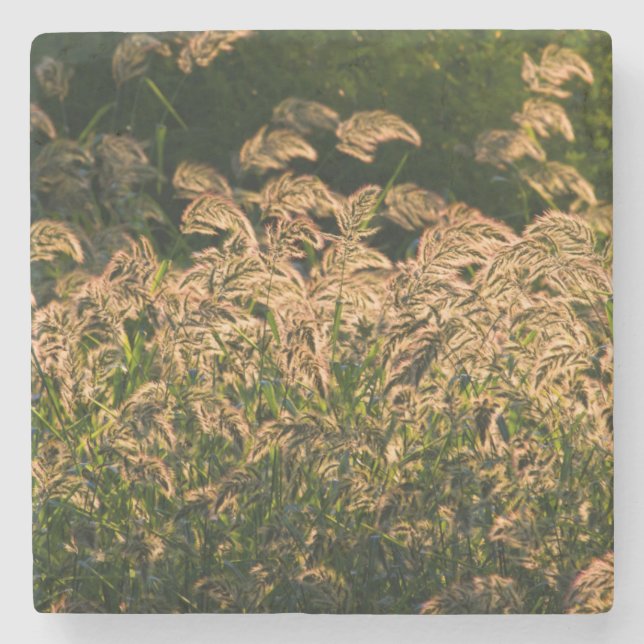 Wild Millet (Panicum Sp.) Growing In Wetland Stone Coaster (Front)