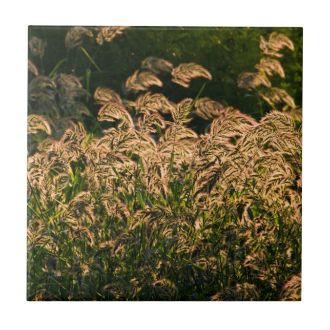 Wild Millet (Panicum Sp.) Growing In Wetland Tile (Front)