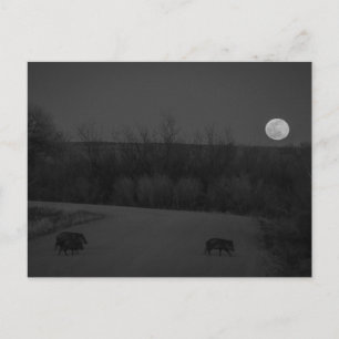 wild moon postcard