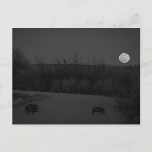 wild moon  postcard (Front)