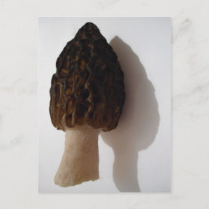 Wild Morel Mushroom Postcard