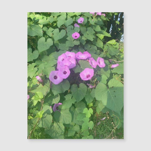 Wild Morning Glories Magnet (Front)