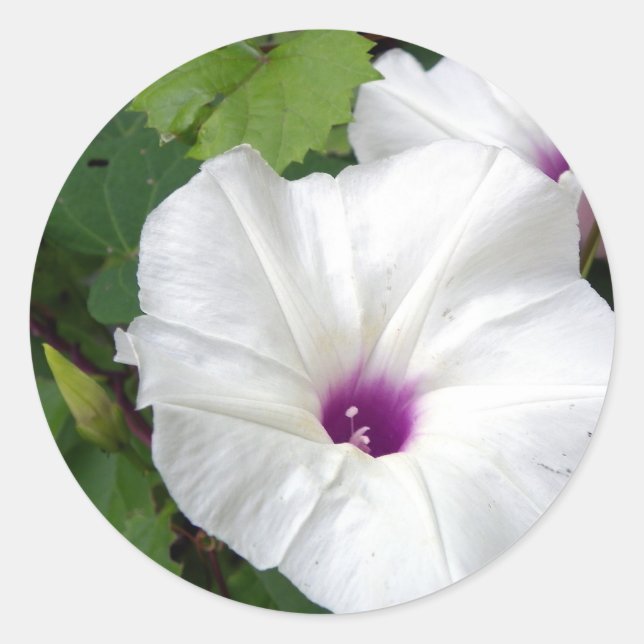 Wild Morning Glory-2010 Classic Round Sticker (Front)