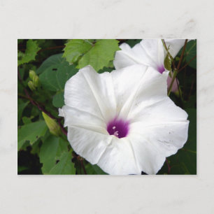 Wild Morning Glory-2010 Postcard