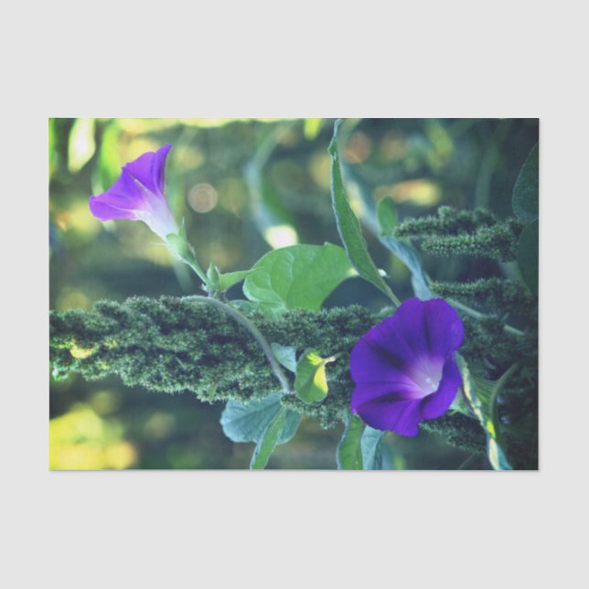 Wild Morning Glory Flowers Decoupage  Tissue Paper (Front)