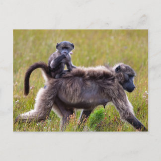 Wild Mother and Baby Baboons, South Africa Postcard