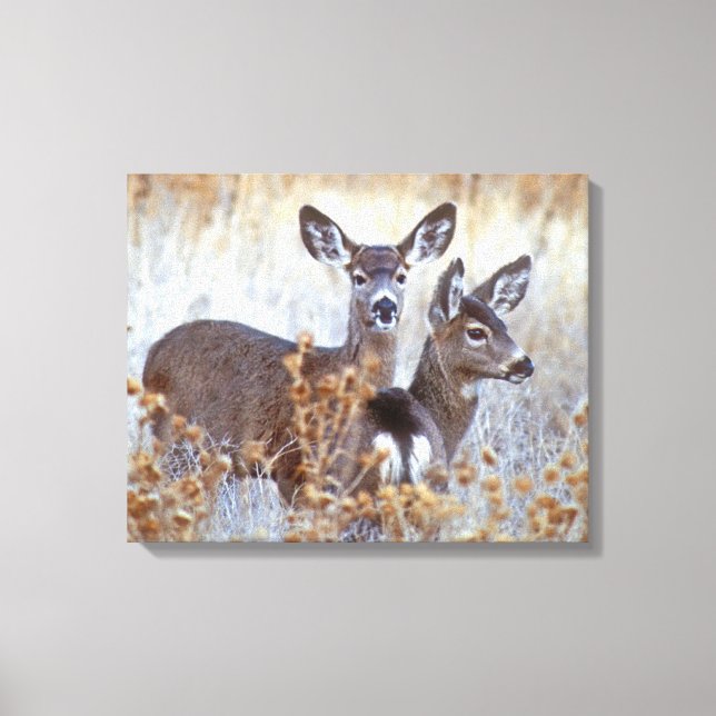 Wild Mule Deer Pair | California Canvas Print (Front)