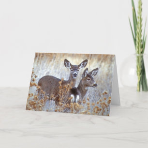 Wild Mule Deer Pair   California Card