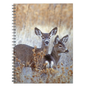 Wild Mule Deer Pair   California Notebook