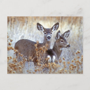 Wild Mule Deer Pair   California Postcard