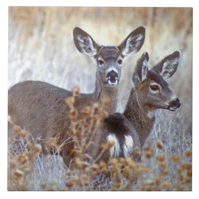 Wild Mule Deer Pair | California Tile (Front)