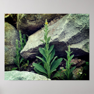 Wild Mullein Flowers Among Rocks  Poster