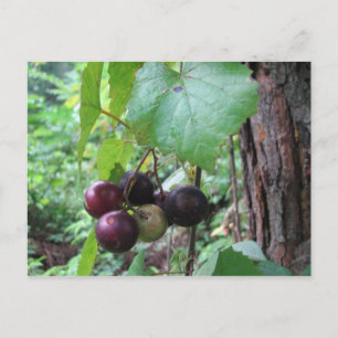 Wild Muscadine Grapes Postcard