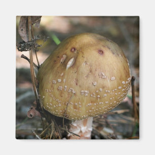 Wild Mushroom Nature Photo Magnet