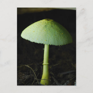 Wild Mushroom Photo  Postcard