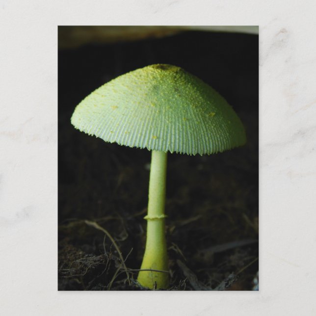 Wild Mushroom Photo  Postcard (Front)