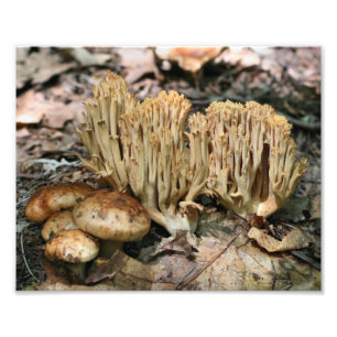 Wild Mushrooms 10x8 Nature Print