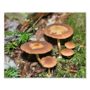 Wild Mushrooms And Moss 10x8 Nature Print
