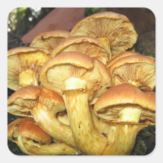 Wild Mushrooms, Gymnopilus junonius - Sticker