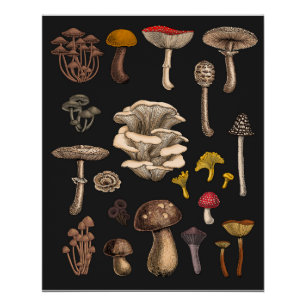 Wild Mushrooms on graphite black Poster