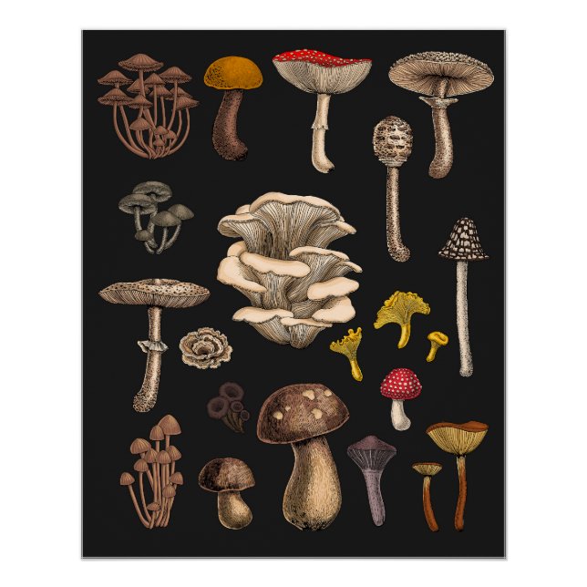 Wild Mushrooms  on graphite black Poster (Front)