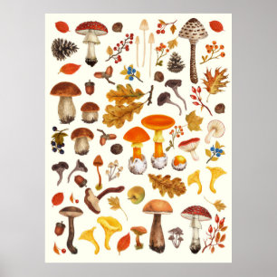 Wild mushrooms on off white poster