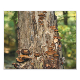 Wild Mushrooms On Tree 10x8 Nature Print