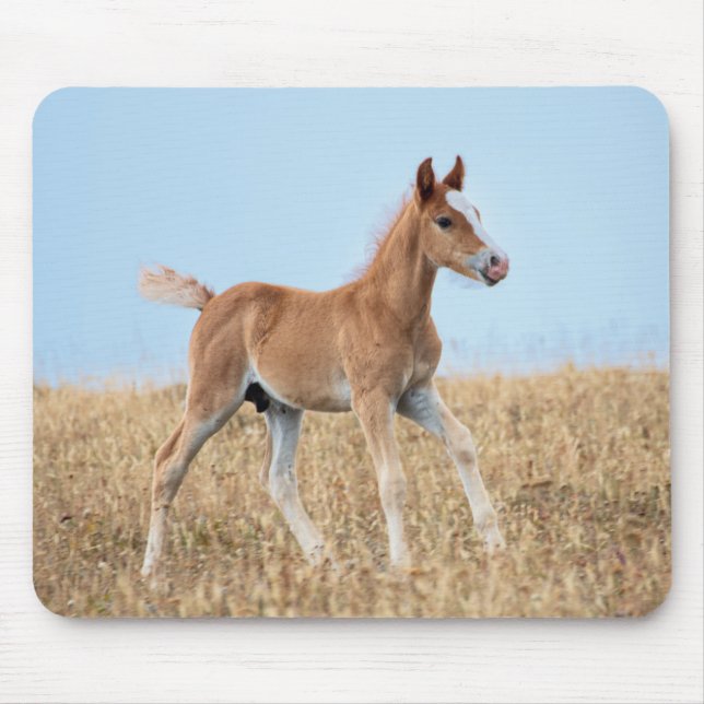 Wild Mustang Foal  Mouse Mat (Front)
