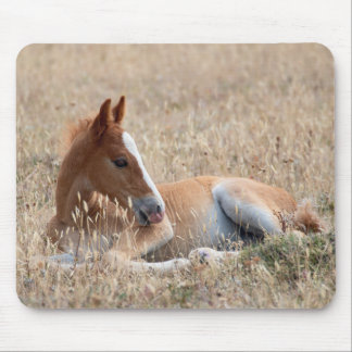 Wild Mustang Foal Mouse Mat