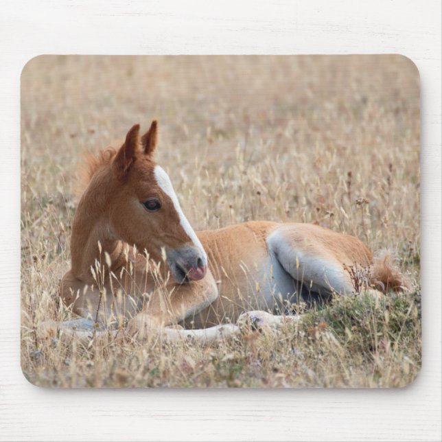Wild Mustang Foal Mouse Mat (Front)