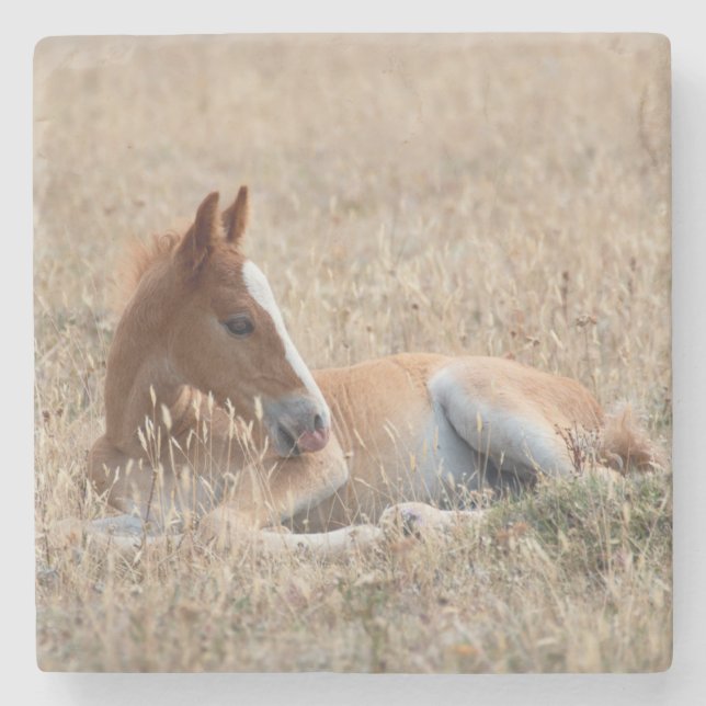 Wild Mustang Foal Wild Horse Stone Coaster (Front)