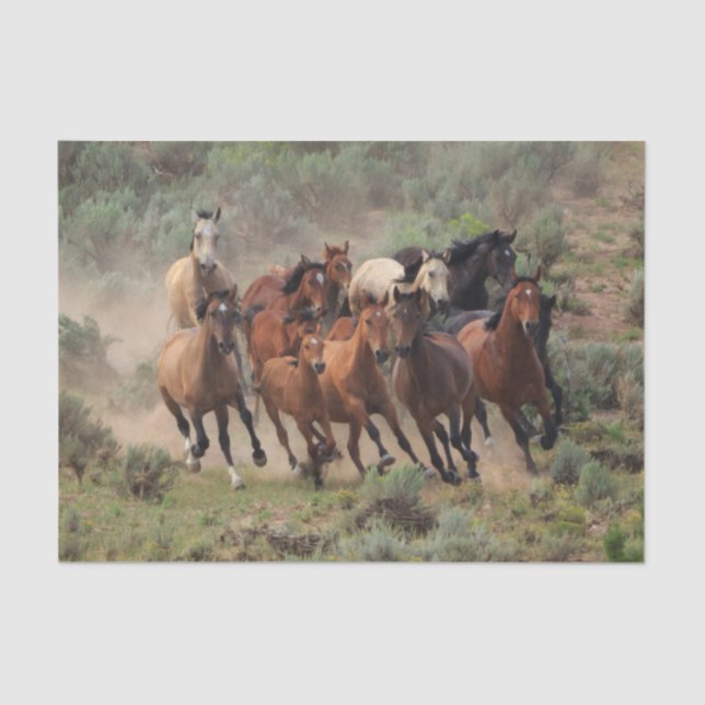 Wild Mustang Herd Tissue Paper (Front)